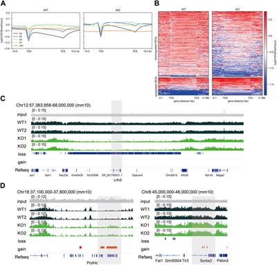 Loss of NSD2 causes dysregulation of synaptic genes and altered H3K36 dimethylation in mice